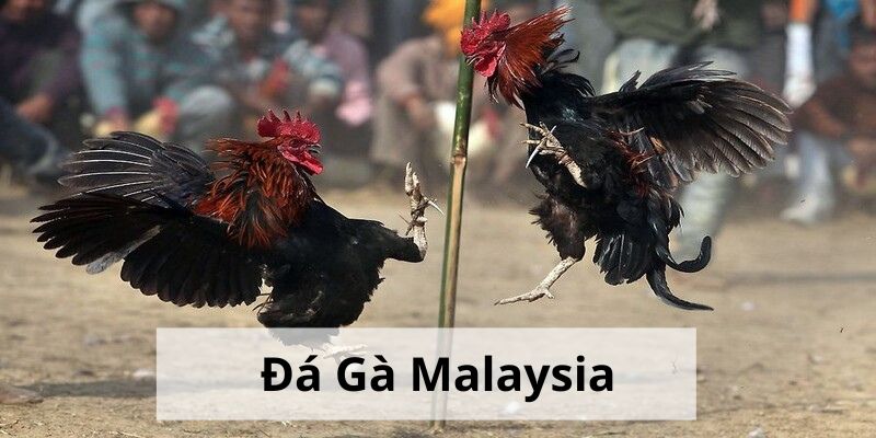 Đá Gà Malaysia