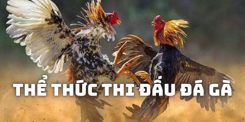 Bạn cần nắm được thể thức thi đấu của các trận đấu kê trực tuyến